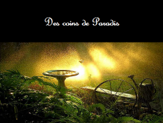 coins de paradis
